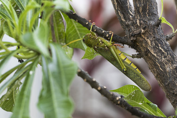 Giant grasshopper hanging on little tree.