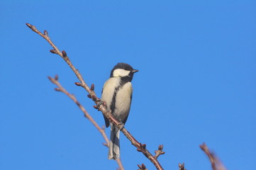 シジュウカラ ♀