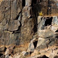 petroglyphs