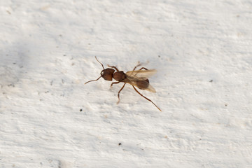 Little ant on white wall. Super close, macro.