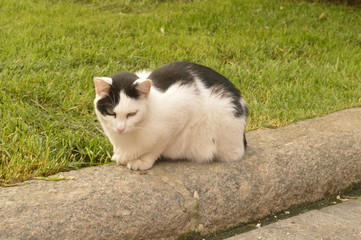 Fototapeta premium Gato en Florencia