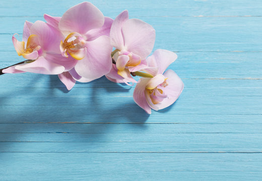 orchid on blue wooden background