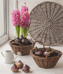 Fototapeta na wymiar Sprouts hyacinths in a basket.Window gardening