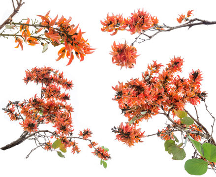 Butea monosperma isolated on white