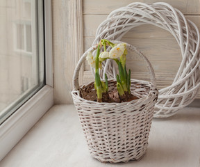 White double daffodils in a basket