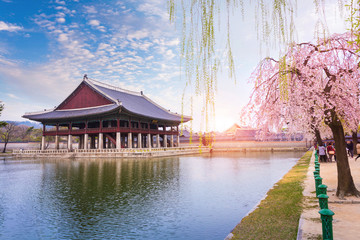 Gyeongbokgung palace with cherry blossom tree in spring time in seoul city of korea, south korea.