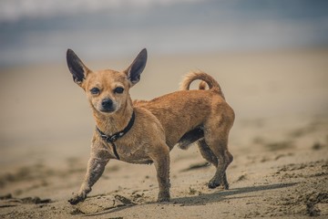 Chihuahua jugando en la playa.