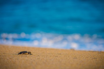 Tortuga marina bebé en camino al mar.