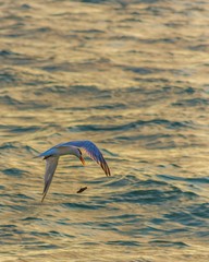 Golondrina marina pierde tortuga bebé en el aire.