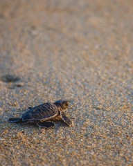 Tortuga bebé camino al mar.