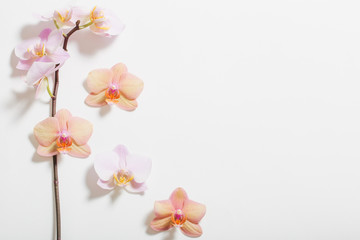 orchids on white background