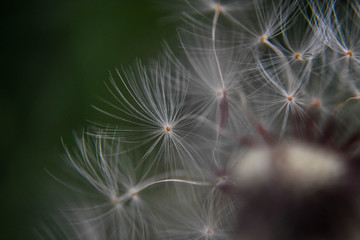 Naklejka premium Closeup dandelion seeds/ conceptual image of lucky and good wishes