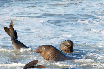 Male elephant seal in the water, fighting. Elephant seals take their name from the large proboscis of the adult male (bull), which resembles an elephant