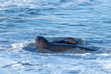 Fototapeta premium Elephant seal swimming in the ocean just off shore. Elephant seals take their name from the large proboscis of the adult male (bull), which resembles an elephant