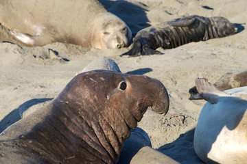 Fototapeta premium Close up of Male elephant seal laying on a beach. Elephant seals take their name from the large proboscis of the adult male (bull), which resembles an elephant