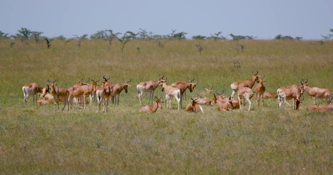 Herd Of Hartebeest Resting; Nairobi National Park; Nairobi, Kenya, Africa