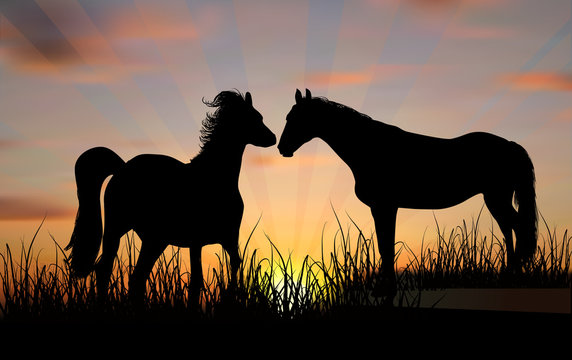 two black horses in grass at orange sunset