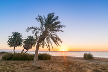 Fototapeta premium Summer landscape with palms