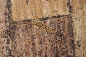 Ein getarnter Gecco in Portugal