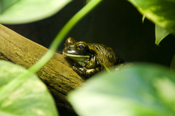 Tropischer Frosch