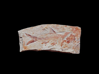 Fish Fossil on Black Background, Clipping Path