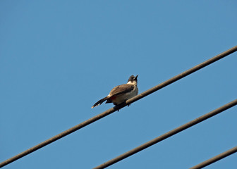 Little Bird on a Wire Isolated on Blue Sky
