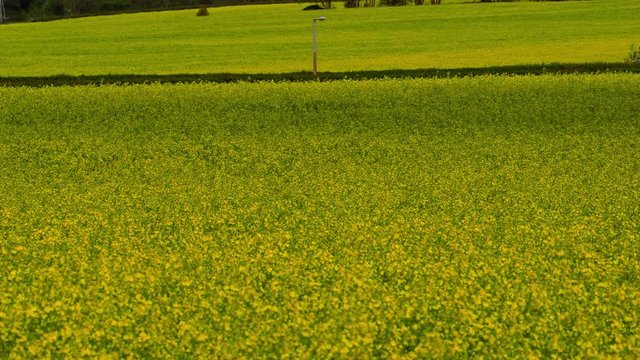 Yellow Rape Seed Field; Rape Seed Field 2015; Seamer, Scarborough, North Yorkshire, England