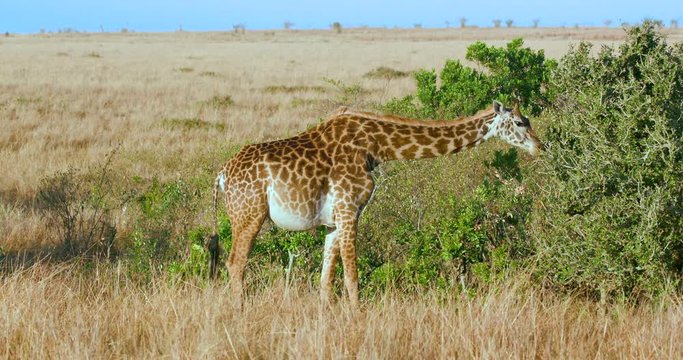 Masai Giraffe Feeding; Maasai Mara 7 Sept 16 Am; Maasai Mara, Kenya, Africa