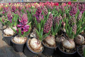 Hyacinth . Field of colorful spring flowers hyacinths plants in pots with bulbs in greenhouse on sunlight for sale. Floral pattern. Background texture photo of hyacinth flowers. Variety of flower bulb