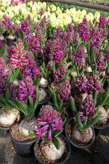 Hyacinth . Field of colorful spring flowers hyacinths plants in pots with bulbs in greenhouse on sunlight for sale. Floral pattern. Background texture photo of hyacinth flowers. Variety of flower bulb