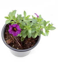 Petunia. Petunia flowers in pot isolated on white background. Floral pattern . Flowers background