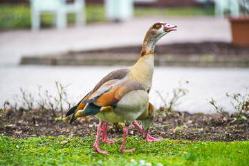 Gans im Park