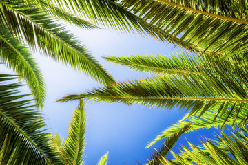 Palm tree leaves