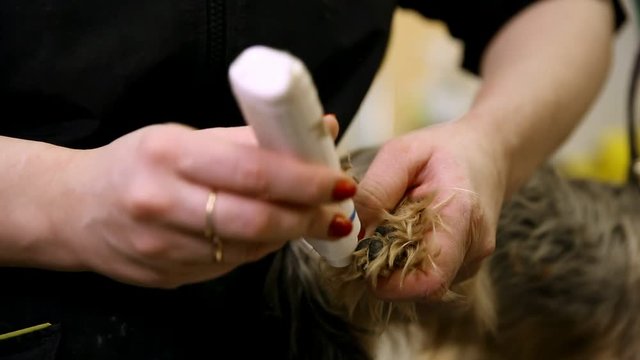 Close-up of a woman's hand typewriter nails a small dog on its paws.