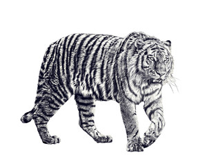 large tiger sketch isolated on white