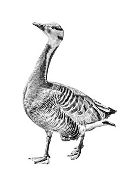 grey wild goose sketch isolated on white