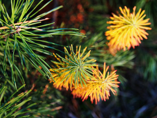 Autumn shot of Euphorbia cyparissias - cypress spurge 