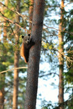 Brown bear cub hugging a tree. Bear cub on a tree. Save the forest.