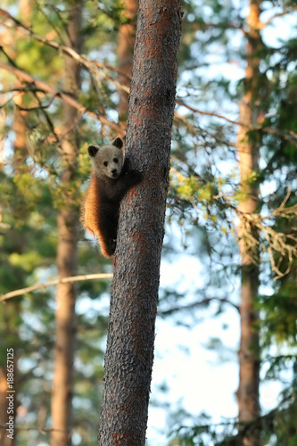 Brown bear cub hugging a tree. Bear cub on a tree. Save the forest.
