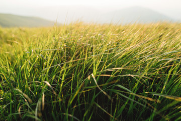 green grass at sunset