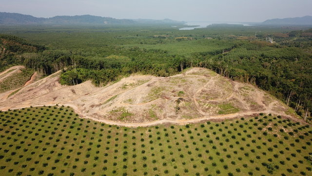 Deforestation. Oil palm plantation at rainforest edge in Southeast Asia