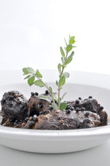  Guiso florentino, ragout de ternera con vino tinto y pimienta.