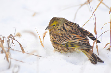 Yellowhammer, Emberiza citrinella, little bird on snow. Bird eating grass seeds. Beautiful bird...