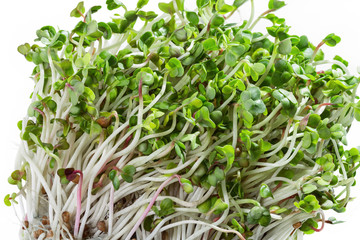 Macro shot garden cress in front of white background.