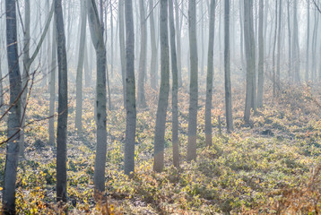 Fototapeta premium Autumn in the woods