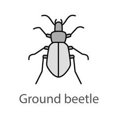 Ground beetle color icon