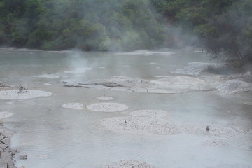 Boiling mud pool in Rotorua