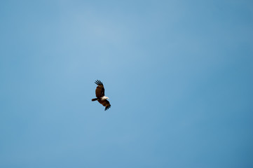 The brahminy kite (Haliastur indus), also known as the red-backed sea-eagle is a medium-sized bird of prey