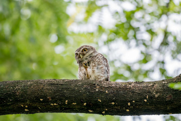 Spotted owl