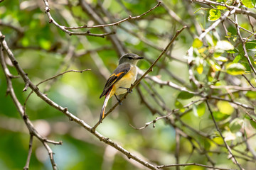 The small minivet is a small passerine bird. This minivet is found in tropical southern Asia